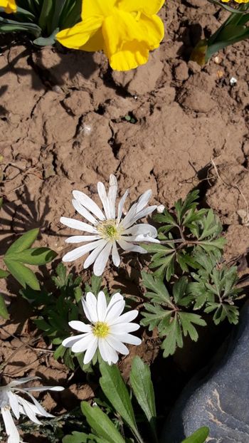  - Primavara 2019-2022