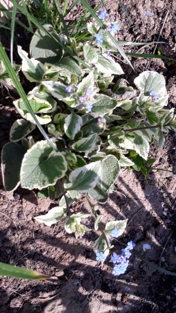  - Primavara 2019-2022