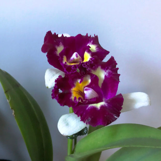  - Plante de interior 2019