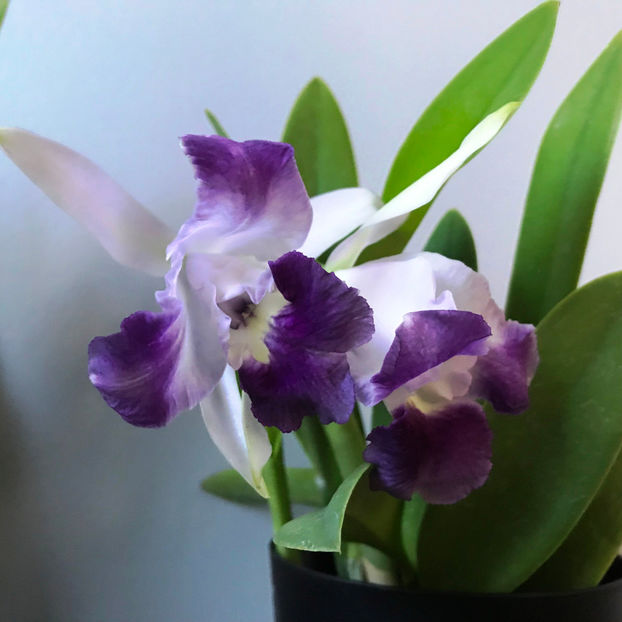  - Plante de interior 2019