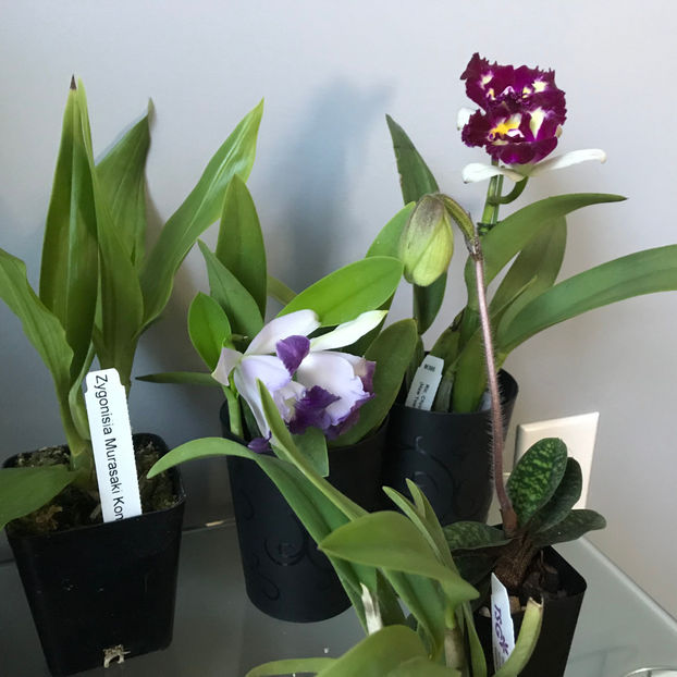  - Plante de interior 2019