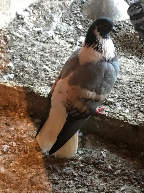 EC3DDBA9-5125-49F5-A416-3AA10B38E897 - Vargati cu dunga alba