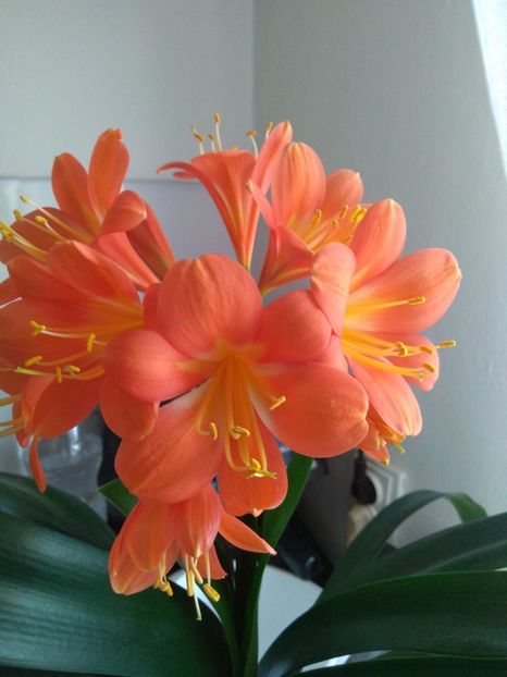  - tot cu dulce si flori