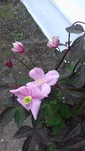  - Clematis Montana Mayleen