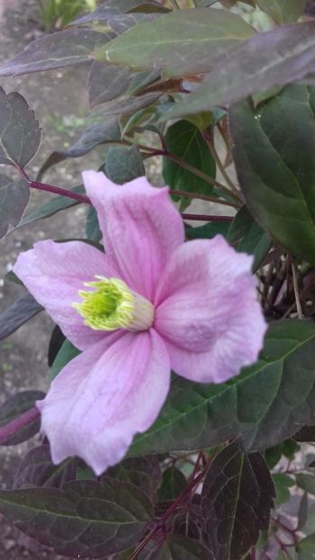  - Clematis Montana Mayleen