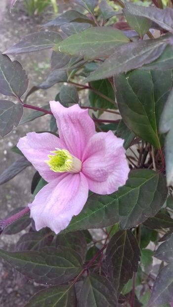  - Clematis Montana Mayleen