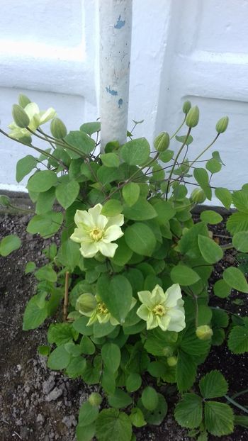  - Clematis Guernsey Cream