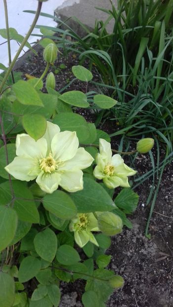  - Clematis Guernsey Cream