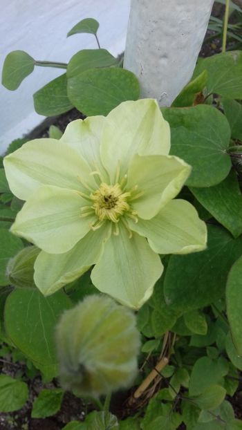  - Clematis Guernsey Cream