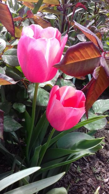 20190429_103940(0) - Lalele 2019