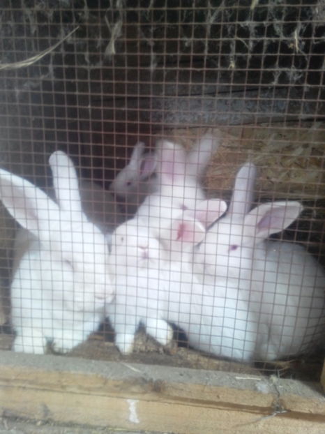  - IEPURI METIS NEO-URIAS