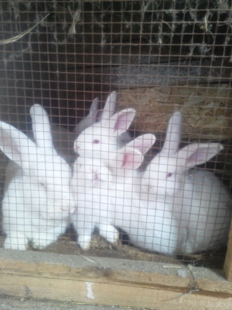  - IEPURI METIS NEO-URIAS