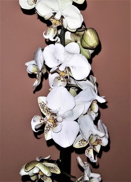  - Phalaenopsis 1
