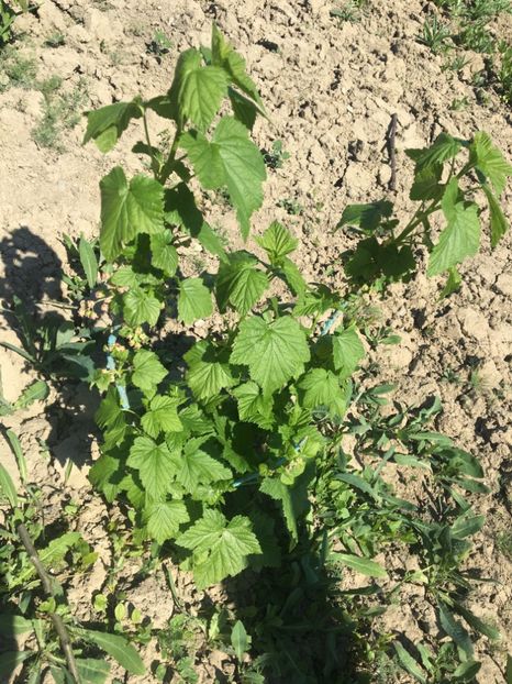 Coacăz Negru - Coacăz Roșu și Negru