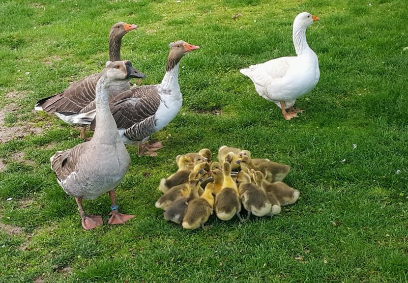  - c-Boboci de Gâscă 2019