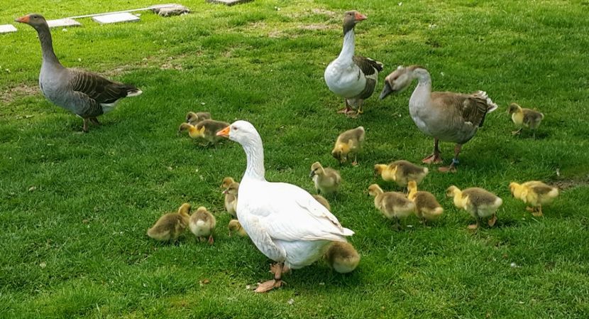  - c-Boboci de Gâscă 2019