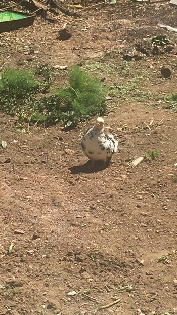 B70AFCA7-D7A5-4B08-862A-E61EFE39720C - targ 2011 noiembrie