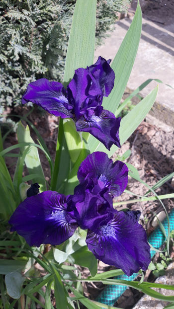  - Gradina primavara 2019