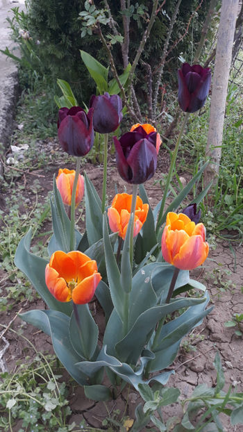  - Gradina primavara 2019