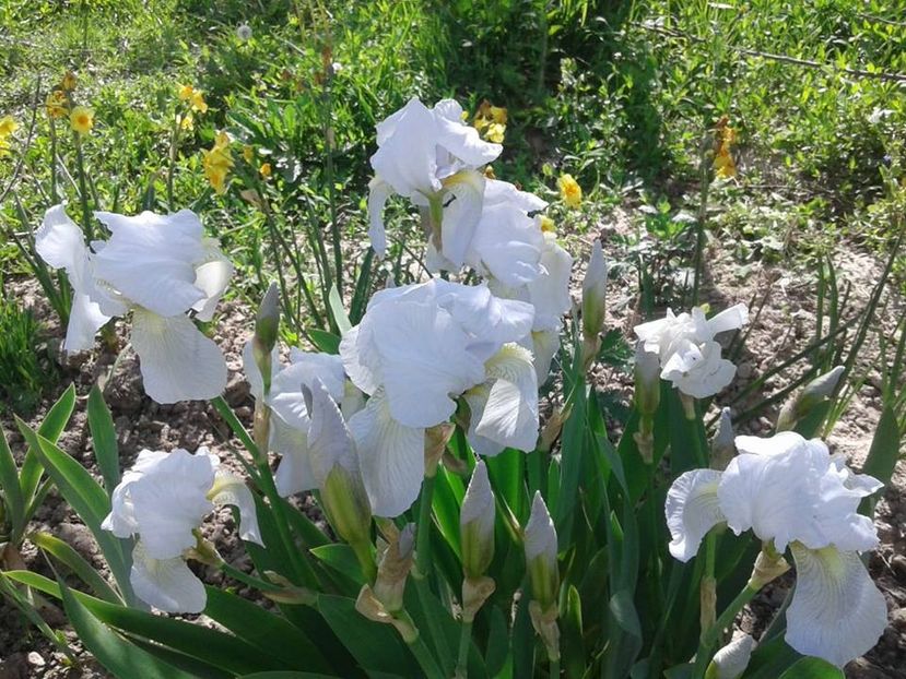 iris alb inaltime medie inflorire aprilie - Iris intermedia timpurii