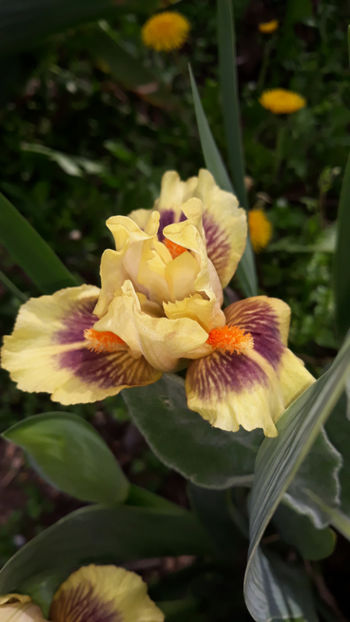  - Gradina primavara 2019