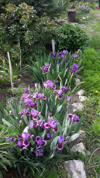  - Gradina primavara 2019