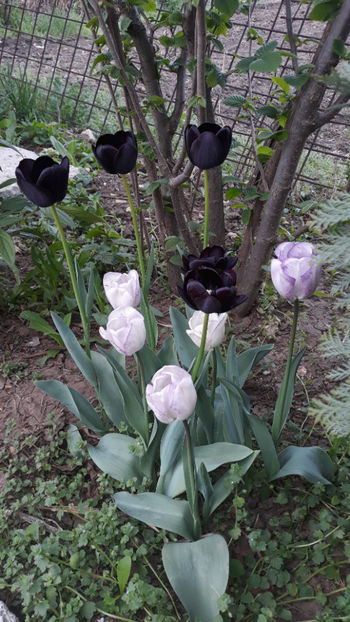  - Gradina primavara 2019