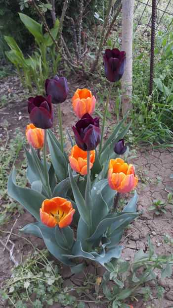  - Gradina primavara 2019