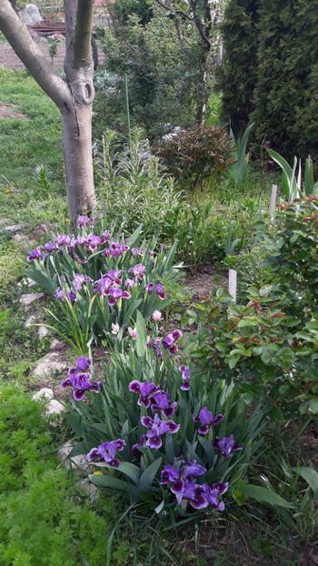  - Gradina primavara 2019