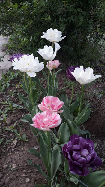  - Gradina primavara 2019