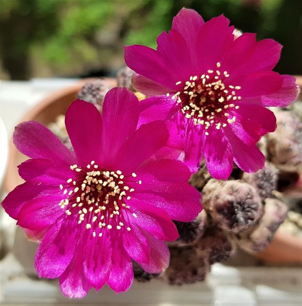  - Cactusi si suculente