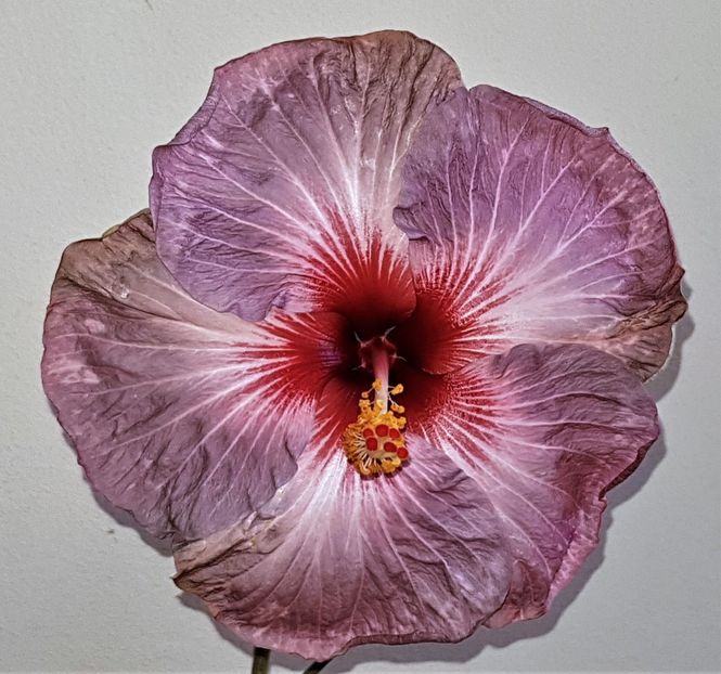  - Hibiscusi