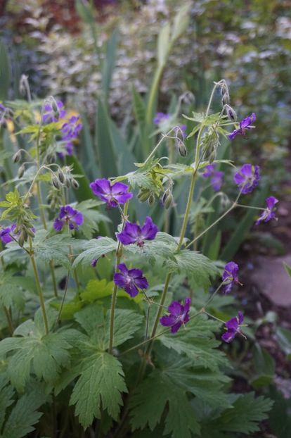  - APRILIE 2019- APRILIE 2020