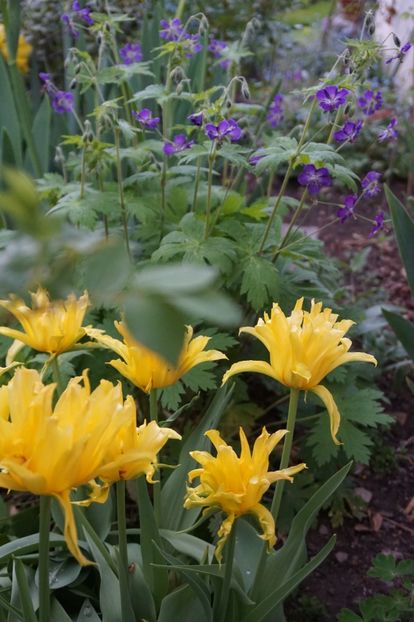  - APRILIE 2019- APRILIE 2020