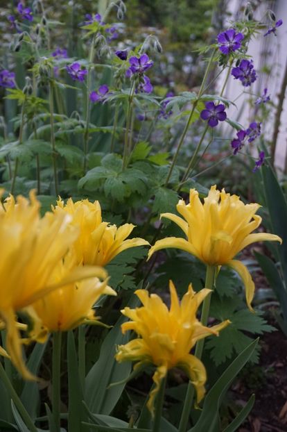  - APRILIE 2019- APRILIE 2020