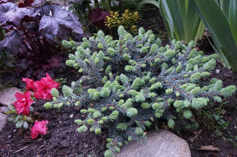  - APRILIE 2019- APRILIE 2020