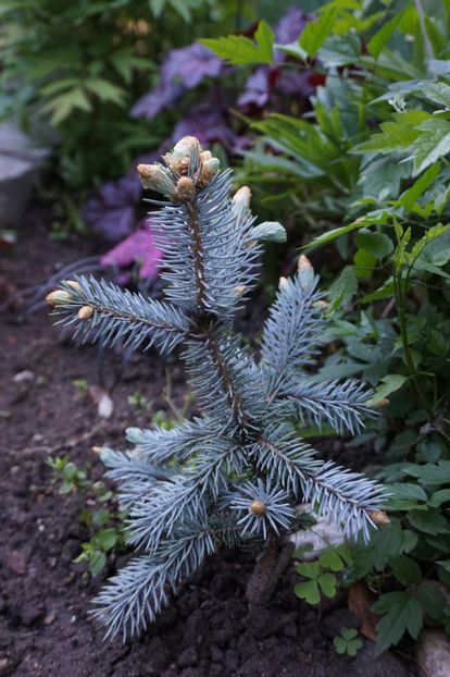  - APRILIE 2019- APRILIE 2020