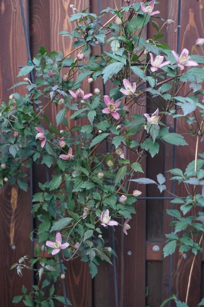  - APRILIE 2019- APRILIE 2020