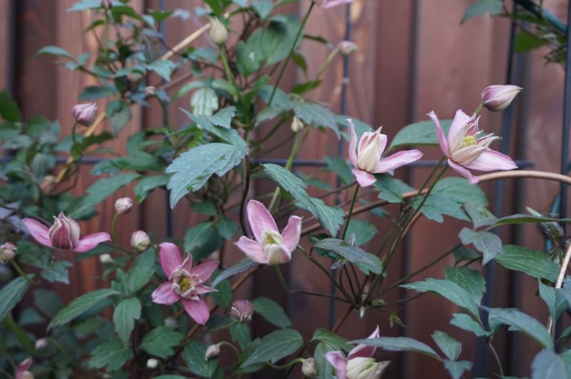  - APRILIE 2019- APRILIE 2020