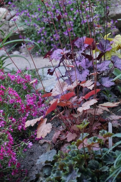  - APRILIE 2019- APRILIE 2020