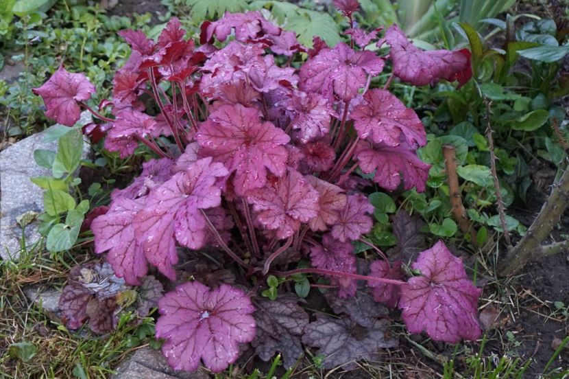  - APRILIE 2019- APRILIE 2020