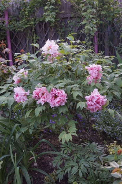  - APRILIE 2019- APRILIE 2020