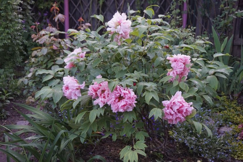  - APRILIE 2019- APRILIE 2020