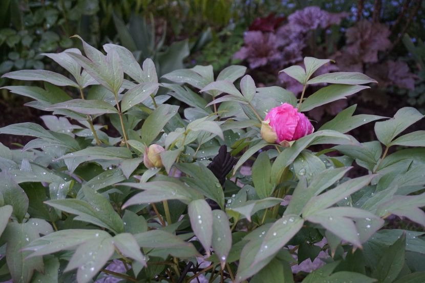  - APRILIE 2019- APRILIE 2020