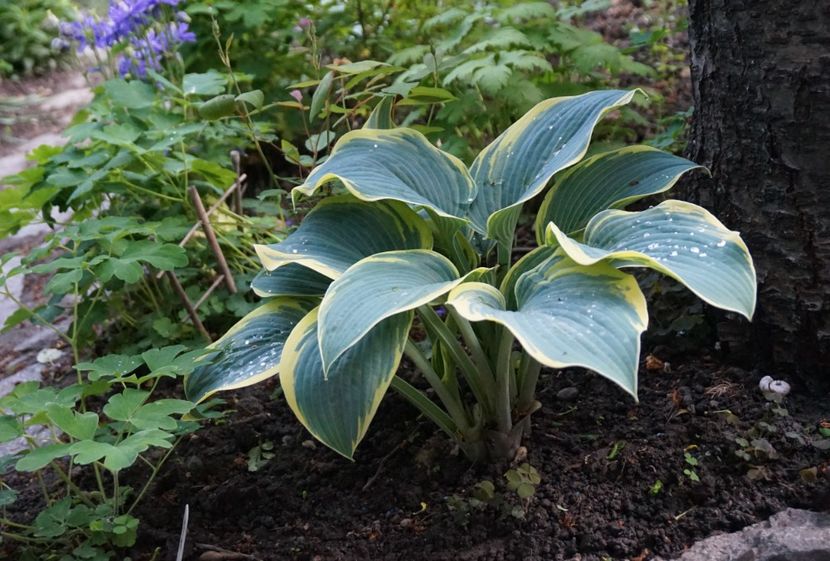  - APRILIE 2019- APRILIE 2020