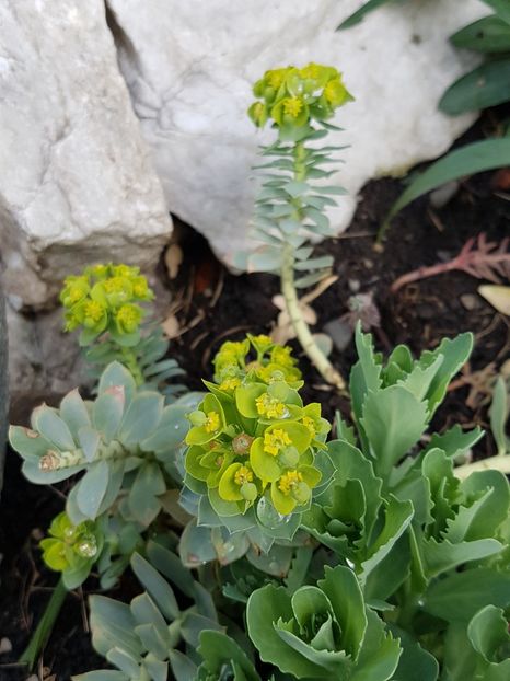 Euphorbia myrsinites - Suculente de exterior 2018-2021