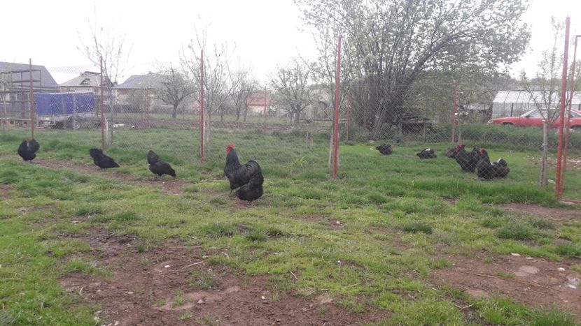  - G AUSTRALORP NEGRU