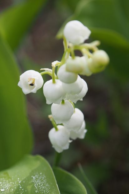 29.04.2019 - 1 Gradina mea