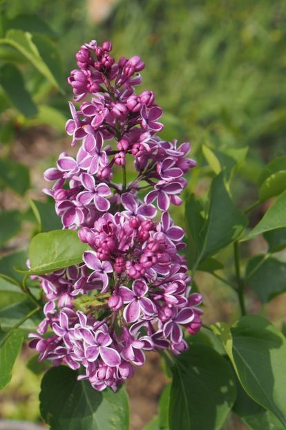 ...pimele flori de liliac - 1 Gradina mea