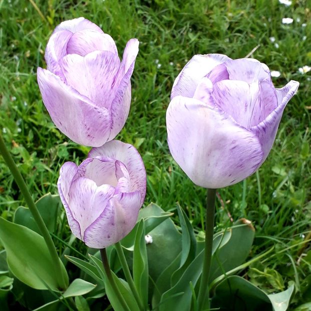  - AAAA_LALELE 2019_2020_2022_2023